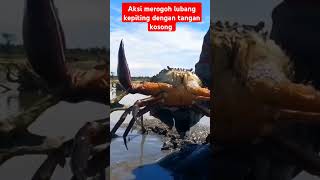 aksi luar biasa merogoh lubang kepiting raksasa dengan tangan kosong