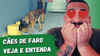 ENTENDA o que é ODOROLOGIA FORENSE e veja UM POUCO DO TREINO de um CÃO DE FARO