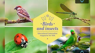 Birds and Insects. Doman cards - Learn English for kids - English educational video