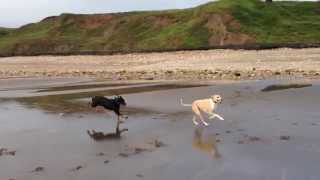 Lurcher and Rottweiler on Horden Beach