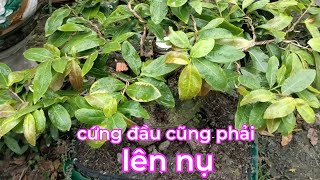 mai không có nụ kim.làm cách này đã lên kim thì tưới lần 2 cho cây lên nụ