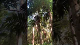 Sounds of tropical forest, Thalang, Thailand @holisticliving747 #forest sound #trees  #thailand