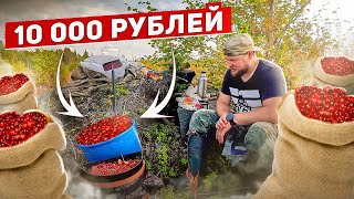 ЛЕСНЫЕ ЯГОДЫ ПРИНОСЯТ БОЛЬШИЕ ДЕНЬГИ. СБОР ДИКИХ ЯГОД НА ПРОДАЖУ. ПРОМЫСЕЛ НА СЕВЕРЕ. 10 000 в день