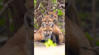 The Red Foxes #viral #redfox #facts #animal