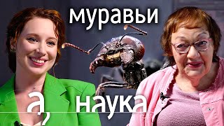 Муравьи: сексуальные эмоции, коллективный мозг, круг смерти, войны и матриархат