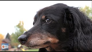 Chili the Miniature Long-Hair Dachshund