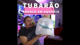 Tubarão Branco em aquário? E em água doce? (EP.11)