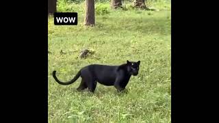 what a beauty black jaguar #shorts #beautiful #love #animals #cute #dangerous #viral #black #jaguar