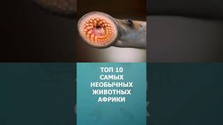 Топ 10 самых необычных животных Африки #шортс #топ10 #африка #комарик #shorts #животные