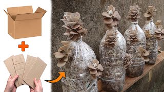 Surprise with the method of growing mushrooms with cardboard - Growing abalone mushrooms at home