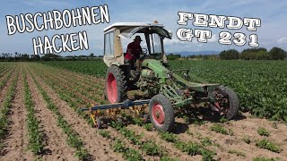 Buschbohnen Hacken mit dem Fendt GT 231 🚜