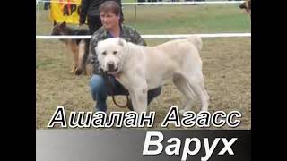 Среднеазиатская овчарка Ашалан Агасс Варух. Мужик!