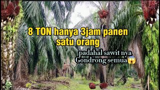 Gilaaa skil panen sawit 8 ton hanya 3jam saja + Luding sendiri