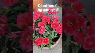 Dianthus | How to get more flowers #shorts