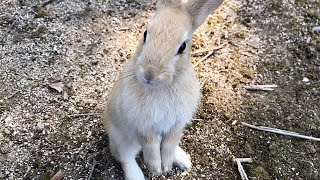 A baby rabbit spoke to a human!