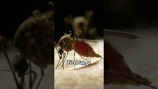 How Mosquitoes Sucks Your Blood