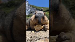 Lazy Himalayan Marmot Lounging and Eating Cookies! Simply Adorable!#cutemarmot #cuteanimals #cute