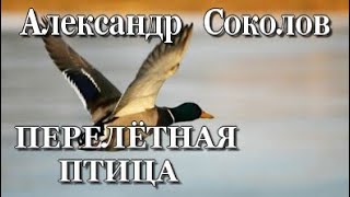 Перелётная птица