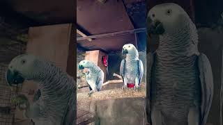 African grey#birds #parrort #africangrey #parrort #sports 🌄🌅🌽my African grey brids🙏