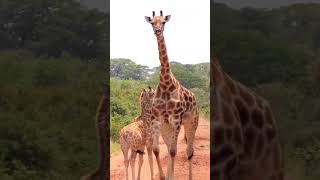 giraffe #nature #shorts