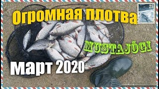 Огромная плотва в марте 2020. Рыбалка в Эстонии.