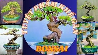 TOÀN NHỮNG TUYỆT PHẨM KHẾ GÂN BONSAI ĐỦ CÁC THẾ MÊ MẨN NGƯỜI XEM