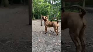 American bully dog WhatsApp status video🎉😎🎉#pitbull#viral#dogfight#populardogs#shorts 🔥🔥🔥