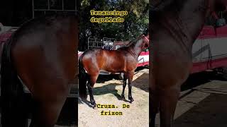 cruza de frizon cuaco #ranchoplazas #rancho #plazaganaderas #caballos @ElRanchoyyoTagDominguez