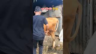 दूध चोरेपछि 😆👈 #comedy #dpscomedy #funnyvideos #trending #funny #comedyvideos #ddscomedy