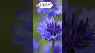 CHELSEA SPECIAL - Company Focus - Kent Wildflower Seeds - Cornflower | EVERBEE GARDEN