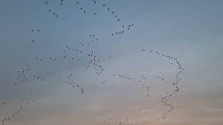 Sunrise geese Wells-next-the-sea