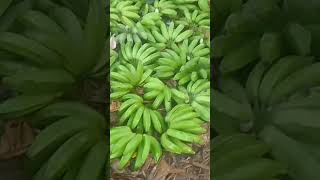 Oque acharam dessa banana? #shorts #agricultura #youtube #roça #youtubeshorts #natureza