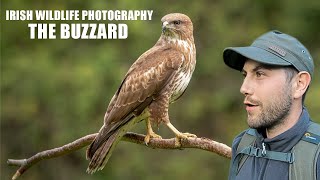 Buzzard - Irish Wildlife Photography