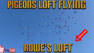 Pigeon Racing, Pigeons Loft Flying