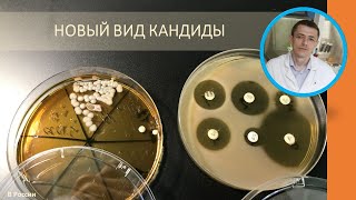 Редкая находка - Candida inconspicua. Патогенный вид кандиды, выделен впервые в РФ (2020)