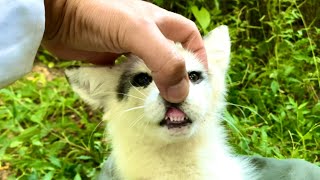 The little foxes 🦊 are growing more and more beautiful. They’re so adorable and charming. 🦊🥰😘👍👍👍