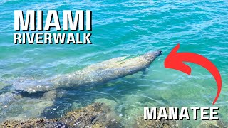 4k Downtown Miami Riverwalk with Manatee Encounter