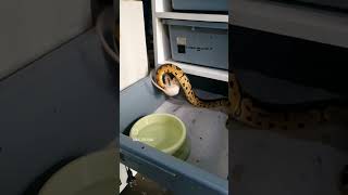 MEMBERI MAKAN ULAR BALL PYTHON/ FEEDING BALL PYTHON SNAKE