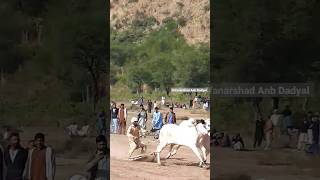 bull race