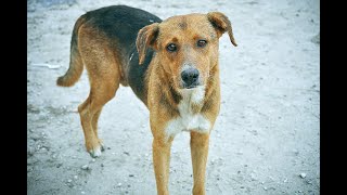 Макар Эдельханов Бездомный пёс🐕