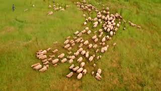 Sheep Flyover