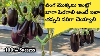 Brinjal Plantation At Home | How to grow brinjal at home