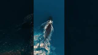 Majestic humpback dance aerial ballet from above!🐋✨🐬🦈🤿🌊#shorts #youtubeshorts #viralvideo #trending