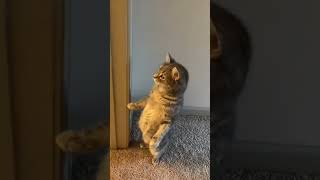 #funnyshorts #funny #meme #shortvideo #cat#catsofinstagram#caturday#kitties #catday#catdayeveryday