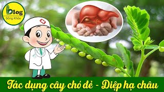 Giải mã công dụng trị bệnh của cây diệp hạ châu mà ít ai biết