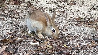 Have you ever seen such an adorable baby rabbit before?