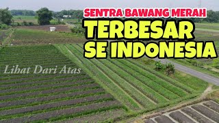 Ini Sawah Bawang Merah Nganjuk dan Harga Bawang Merah 2022 Bombastis