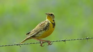 Meadowlark (Eastern & Western) - Pat O'Neil Bird ID's