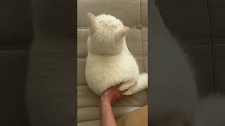 Chubby Cat – Funny And Cute Chubby Cat Video - Chubby Animals. #meow #animals #cute