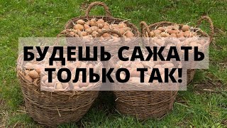 Зачем сажать картофель на зиму и когда собирать урожай?